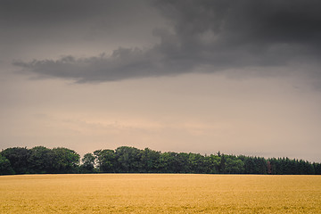 Image showing Golden field in dark cloudy weather