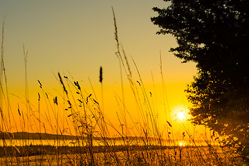 Image showing Lake sunrise with grass silhouettes