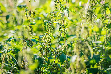 Image showing Nettle herbs in the nature