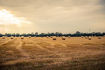 Image showing Round bales in a rural scenery