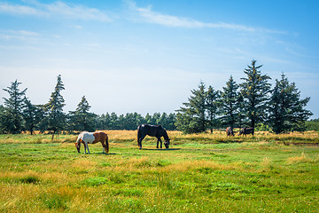 Image showing Horsens grazing on a green field