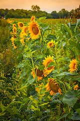 Image showing Sunflowers on a green field