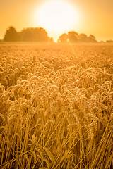 Image showing Grain field in the sunshine