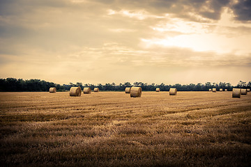 Image showing Round bales in the countryside