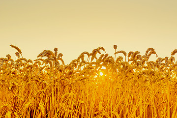 Image showing Wheat field in the sunrise