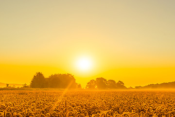 Image showing Wheat field in a beautiful sunrise