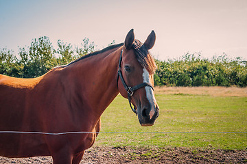 Image showing Brown horse on a field