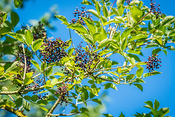 Image showing Elderberries on a twig in the nature