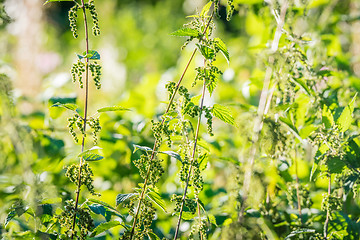 Image showing Nettle plants in wild nature