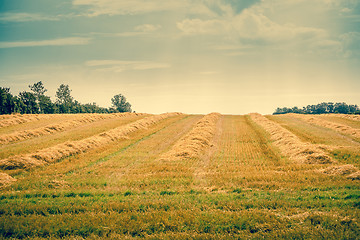 Image showing Hay on a countryside field