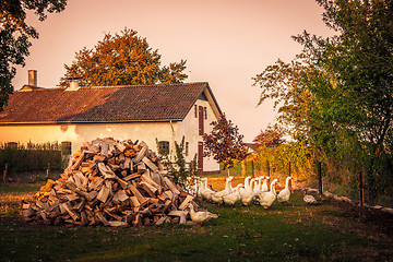 Image showing Barnyard with a flock of geese