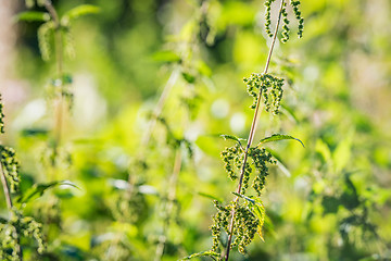 Image showing Nettles in the sun