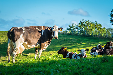 Image showing Cows on a green grass meadow