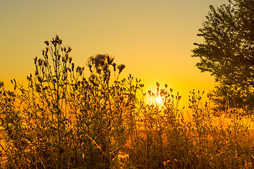 Image showing Thistle silhouettes in the sunrise