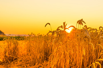 Image showing Wheat in the sunrise