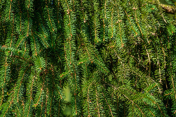 Image showing Pine tree background with twigs