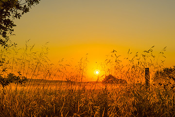 Image showing Grass silhouettes in the sunrise