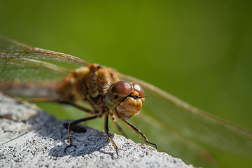 Image showing Sympetrum vulgatum dragonfly close-up