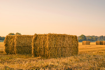 Image showing Straw bales on a field