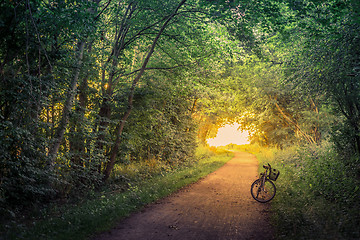 Image showing Bike on a forest trail