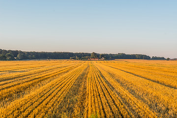 Image showing Field at a farm in the summer