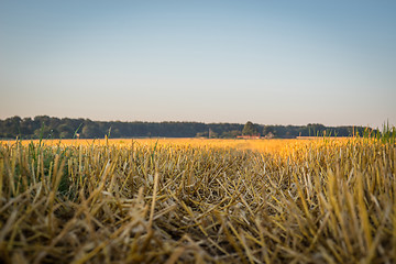 Image showing Cutted corn crops on a field