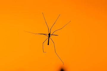 Image showing Large crane fly on orange background