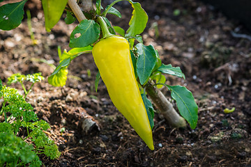 Image showing Spicy chili in green color