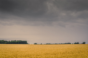 Image showing Dark clouds over a golden field