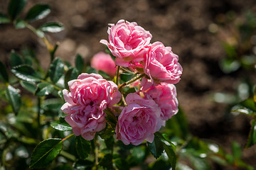 Image showing Pink flowers in the garden at summertime