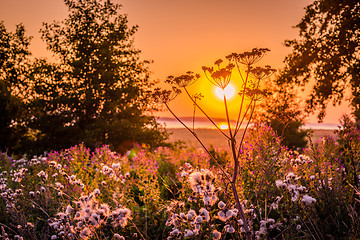 Image showing Sunrise over a meadow