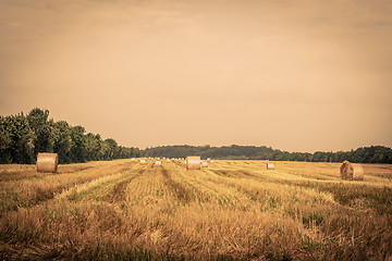 Image showing Round bales on a field