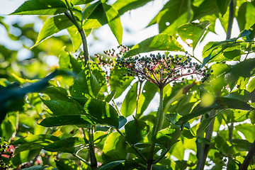 Image showing Elderberries on a tree in the garden