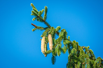 Image showing Pine cones on a twig on blue background