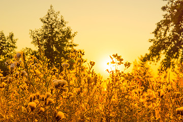 Image showing Thistle flowers in a sunrise