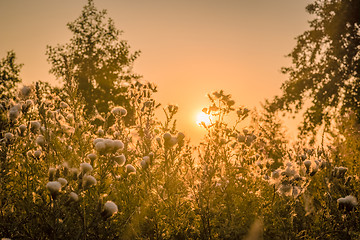 Image showing Sunrise over a field with thistle flowers