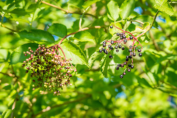 Image showing Elderberries in a tree