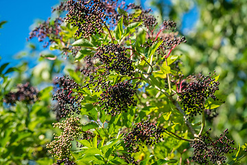 Image showing Elderberry tree with black berries