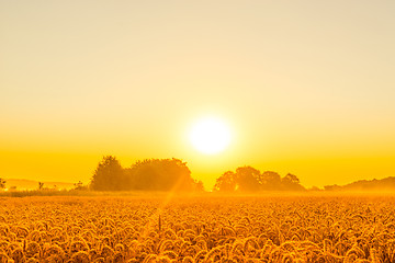 Image showing Morning sunshine over a wheat field