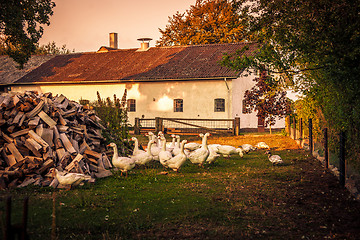 Image showing Geese at a farm house