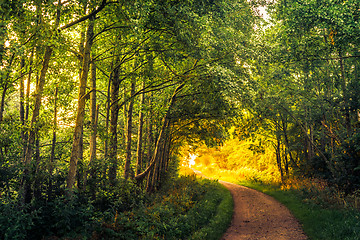 Image showing Road in a forest an early morning