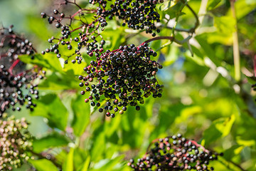 Image showing Black elderberries in green nature