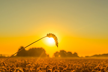 Image showing Wheat in the sunrise