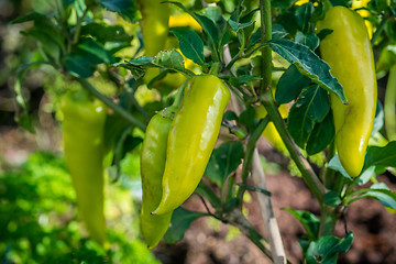 Image showing Green chili in the garden