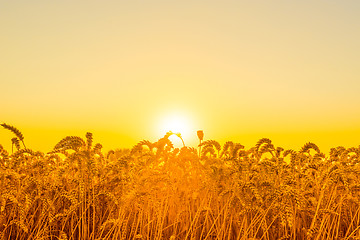 Image showing Beautiful morning sunrise over a field