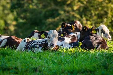 Image showing Cattle lying in the grass