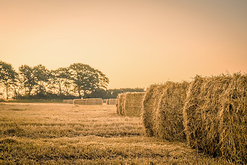 Image showing Harvest in the morning