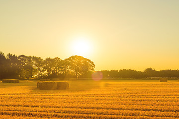 Image showing Harvested straw bales in the morning