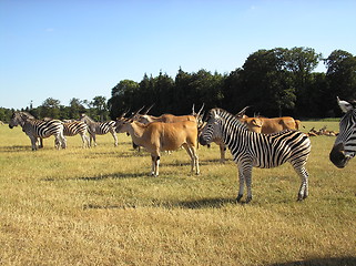 Image showing Wild animals!