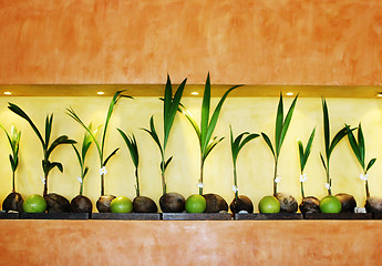 Image showing Coconut display